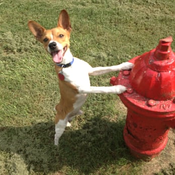 Dog Gone Good Kennels - Pet Sitting Near Me - Scott, Louisiana Dog Gone Good Kennels - Pet Sitting Near Me - Scott, Louisiana