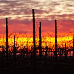Karah Estate Vineyard