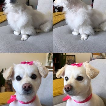 Dream Pet Grooming  - Pet Groomers Near Me - Irvine, California