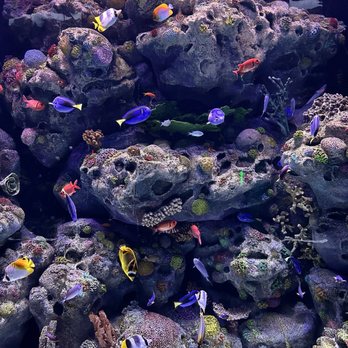 Aquarium At The Boardwalk - Aquariums Near Me - Branson, Missouri