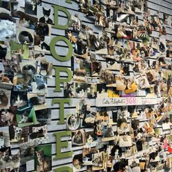The Chatty Cat Cafe - Adoption wall
