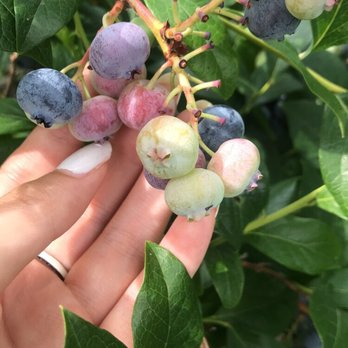 Canaan Blueberries - a hand holding a bunch of blueberries - Farmers Market Near Me - Rockland, Ontario