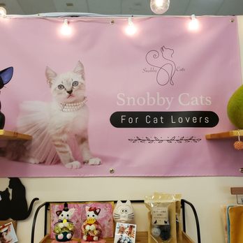 Snobby Cats - Pet Stores Near Me - Honolulu, Hawaii Snobby Cats - Pet Stores Near Me - Honolulu, Hawaii