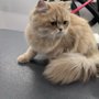 Love For Paws