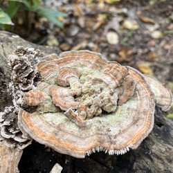 Dividend Pond - Wild mushroom