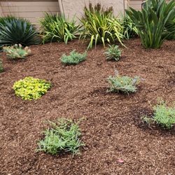 Yard Techs - California sustainable plant design.