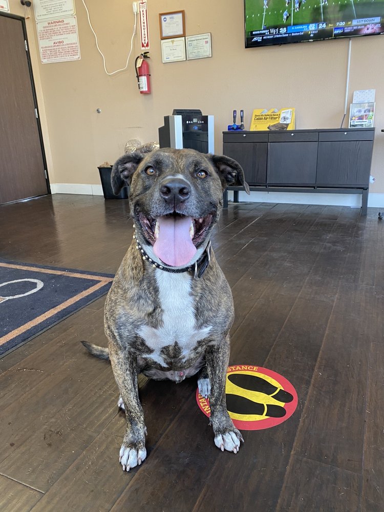 NATOMAS AUTO CARE 14 Photos & 180 Reviews 1920 Terracina Dr