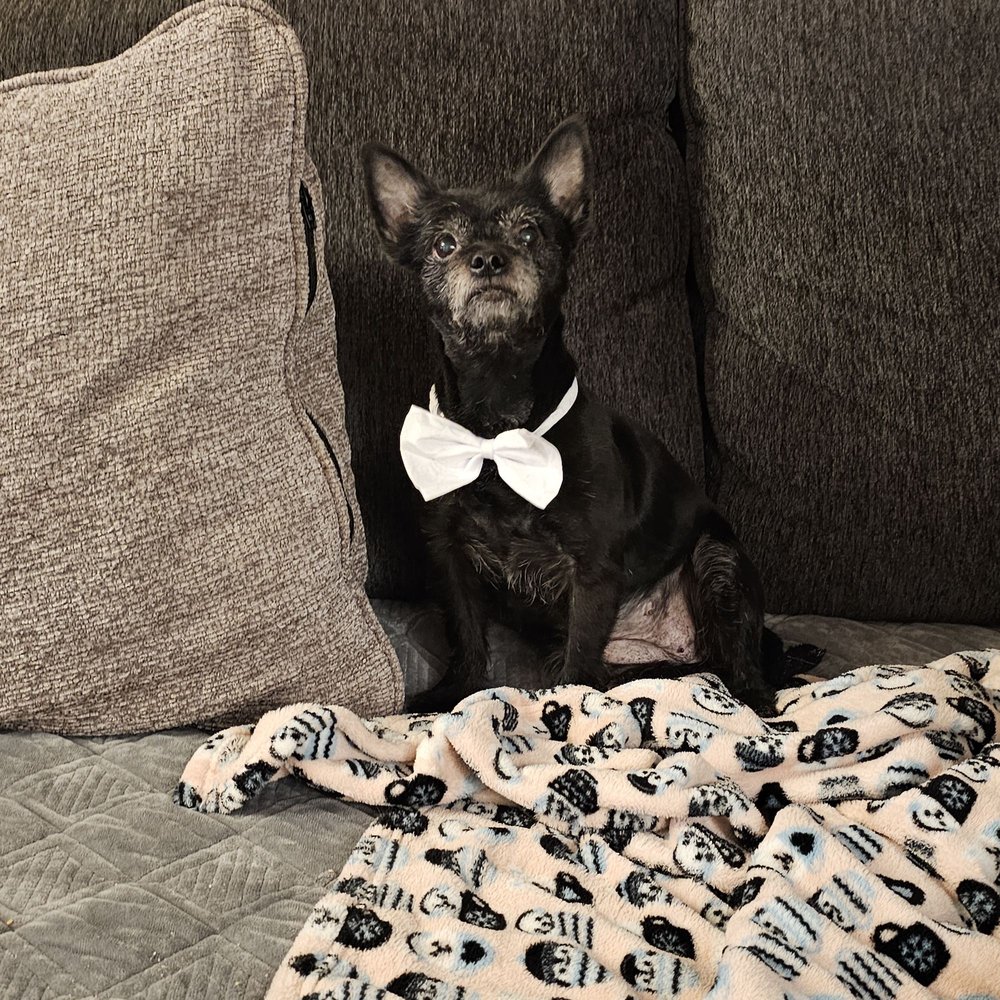 ROVER DONE OVER Updated April 2024 20 Reviews Staten Island, New