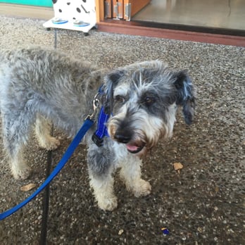 Frenchies Cafe - Irwin waiting for his frenchie treat home made dog cookies.... - Coffee & Tea Near Me - Wynnum, QLD
