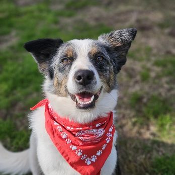 Doggie Do Good - Pet Training Near Me - Arroyo Grande, California Doggie Do Good - Pet Training Near Me - Arroyo Grande, California
