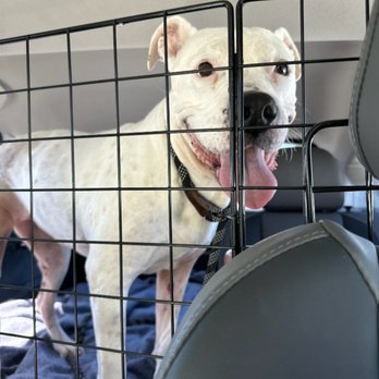 MexiVet Express - Mally, smiling and on her way home - Veterinarians Near Me MexiVet Express - Mally, smiling and on her way home - Veterinarians Near Me