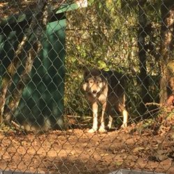 White Wolf Sanctuary - Wolf walking up to us