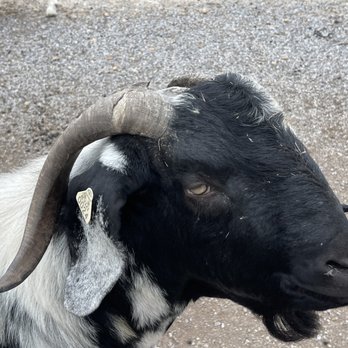 Alabama Safari Park - Zoos Near Me - Hope Hull, Alabama