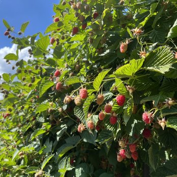 Rowell Bros - raspberries growing in a field - Fruits & Veggies Near Me - Hillsboro, Oregon Rowell Bros - raspberries growing in a field - Fruits & Veggies Near Me - Hillsboro, Oregon