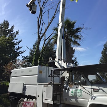 Advance Tree Service - needed a bucket truck - Tree Services Near Me - Walnut Creek, California