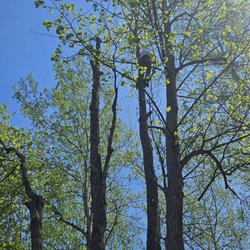 J&R Tree Service - Climbing trees to safely bring down