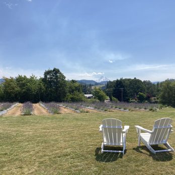 Hope Ranch Lavender - Chairs and lavender - Ranches Near Me - Hood River, Oregon