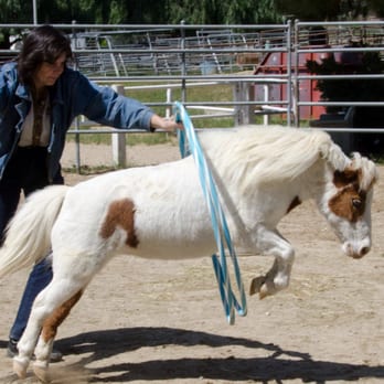 My Little Horse Cherry - Jumping thru hoops ! - Party Characters Near Me My Little Horse Cherry - Jumping thru hoops ! - Party Characters Near Me
