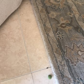 Rodent Droppings Under Couch And Furniture Yelp