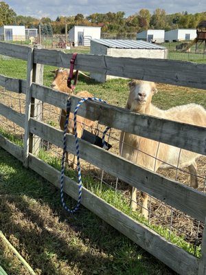 Tiny Hooves Animal Sanctuary by null