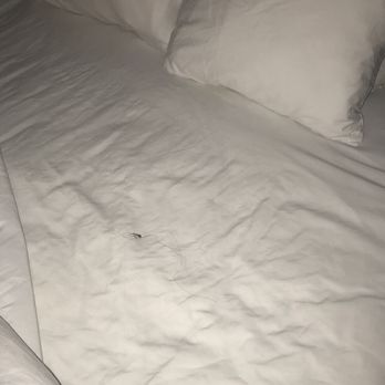 Sleep Inn Concord - Kannapolis - Hair knot between sheets at room change plus questionable stain on top of bed - Hotels Near Me - Concord, North Carolina Sleep Inn Concord - Kannapolis - Hair knot between sheets at room change plus questionable stain on top of bed - Hotels Near Me - Concord, North Carolina