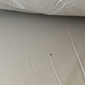 San Antonio KOA - Bed bug - Campgrounds Near Me - San Antonio, Texas