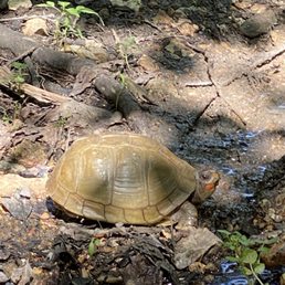 Keep your eyes open and you could see the turtles near the trail
