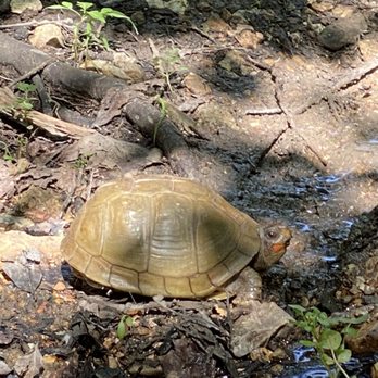 Waterfall Trail - Keep your eyes open and you could see the turtles near the trail - Hiking Near Me - Branson, Missouri