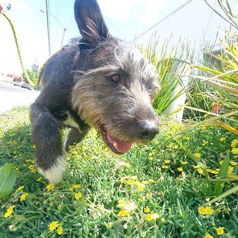 24 Hour Dog Daycare - My dog taking a walk outside. - Pet Boarding Near Me - Escondido, California 24 Hour Dog Daycare - My dog taking a walk outside. - Pet Boarding Near Me - Escondido, California