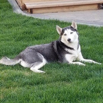 Curbside Clippery - Pet Groomers Near Me - Carson City, Nevada