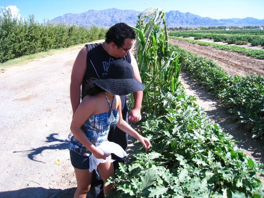 Gilcrease Orchard by null