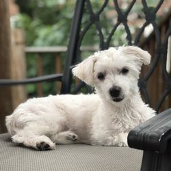 Bath & Bubbles Grooming - Nothing like what I ask for