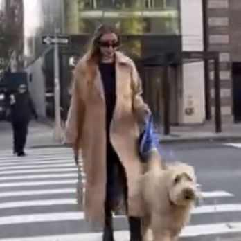 Champions Tails - Dog Walkers Near Me Champions Tails - Dog Walkers Near Me