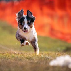 Kaulike K9 - Tequila enjoying dog sports like Fast Cat. She gained confidence through training with Kaulike.