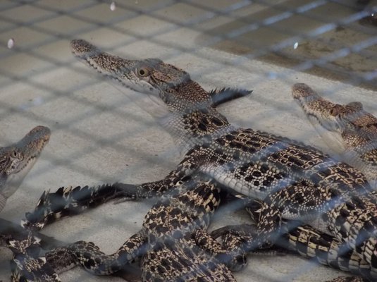 Palawan Wildlife Rescue and Conservation Center (Crocodile Farm) by null