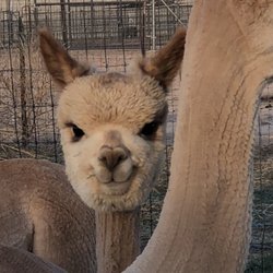 Peaceful Prairie Ranch - We breed alpacas and have the cutest babies here at Peaceful Prairie Ranch.