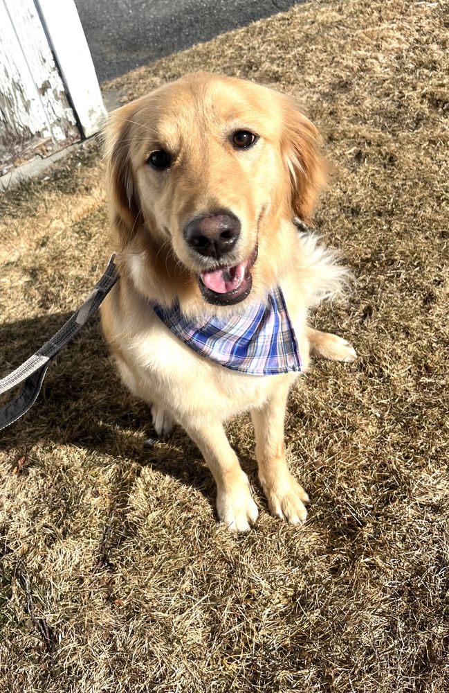 PAWSITIVELY PURRFECT GROOMING 23 Photos Piermont, New Hampshire Pet Groomers Phone