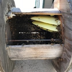 Backyard Bees - Inside the cable spool... around 3000 bees!