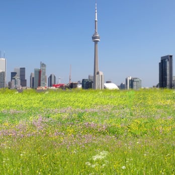 SKYSPACE Green Roofs - Roofing Near Me - Toronto, Ontario SKYSPACE Green Roofs - Roofing Near Me - Toronto, Ontario