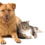 Photo of Cottonwood Animal Hospital