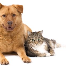 Cottonwood Animal Hospital
