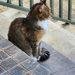 Hale Kuike - Stray cat just relaxing on staircase