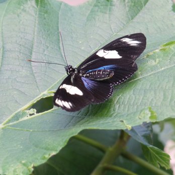 Peggy Notebaert Nature Museum - Museums Near Me - Chicago, Illinois Peggy Notebaert Nature Museum - Museums Near Me - Chicago, Illinois