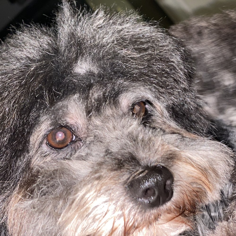 The Pet Barber - After (close up) - Pet Groomers Near Me - Houston, Texas The Pet Barber - After (close up) - Pet Groomers Near Me - Houston, Texas