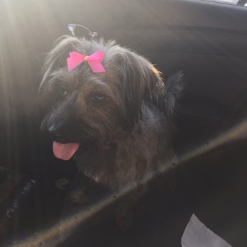 Scooby Do's Pet Grooming - Pet Groomers Near Me - Tempe, Arizona