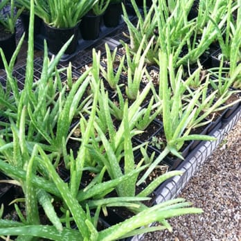 Chambers Nursery Garden Center - Aloe plants galore, and nicely priced! - Nurseries & Gardening Near Me - Irving, Texas