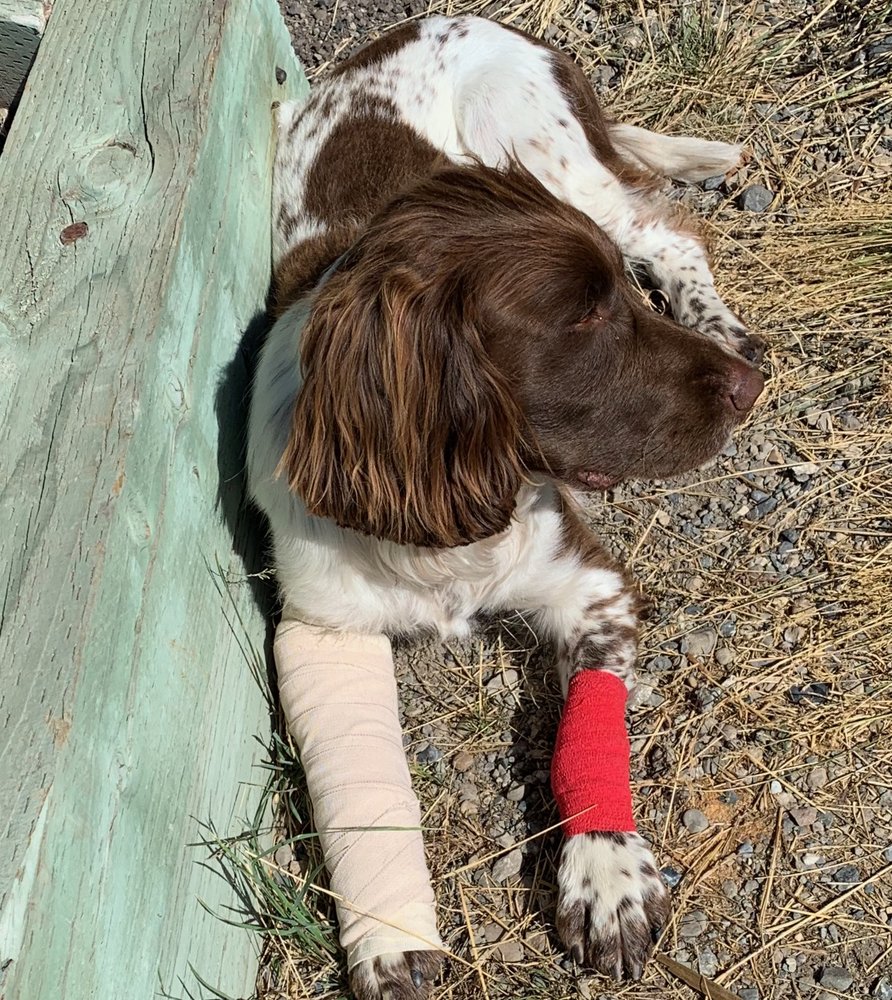 ST FRANCIS PET CLINIC Updated August 2024 12 Reviews 491 E 10th