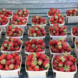 Condzella’s Farm - Delicious sweet strawberries