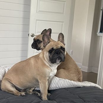 Georgetown Veterinary Hospital - Honey and Sugar! - Veterinarians Near Me - Georgetown, Texas Georgetown Veterinary Hospital - Honey and Sugar! - Veterinarians Near Me - Georgetown, Texas