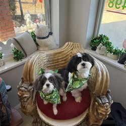 Shoreline Pet Grooming